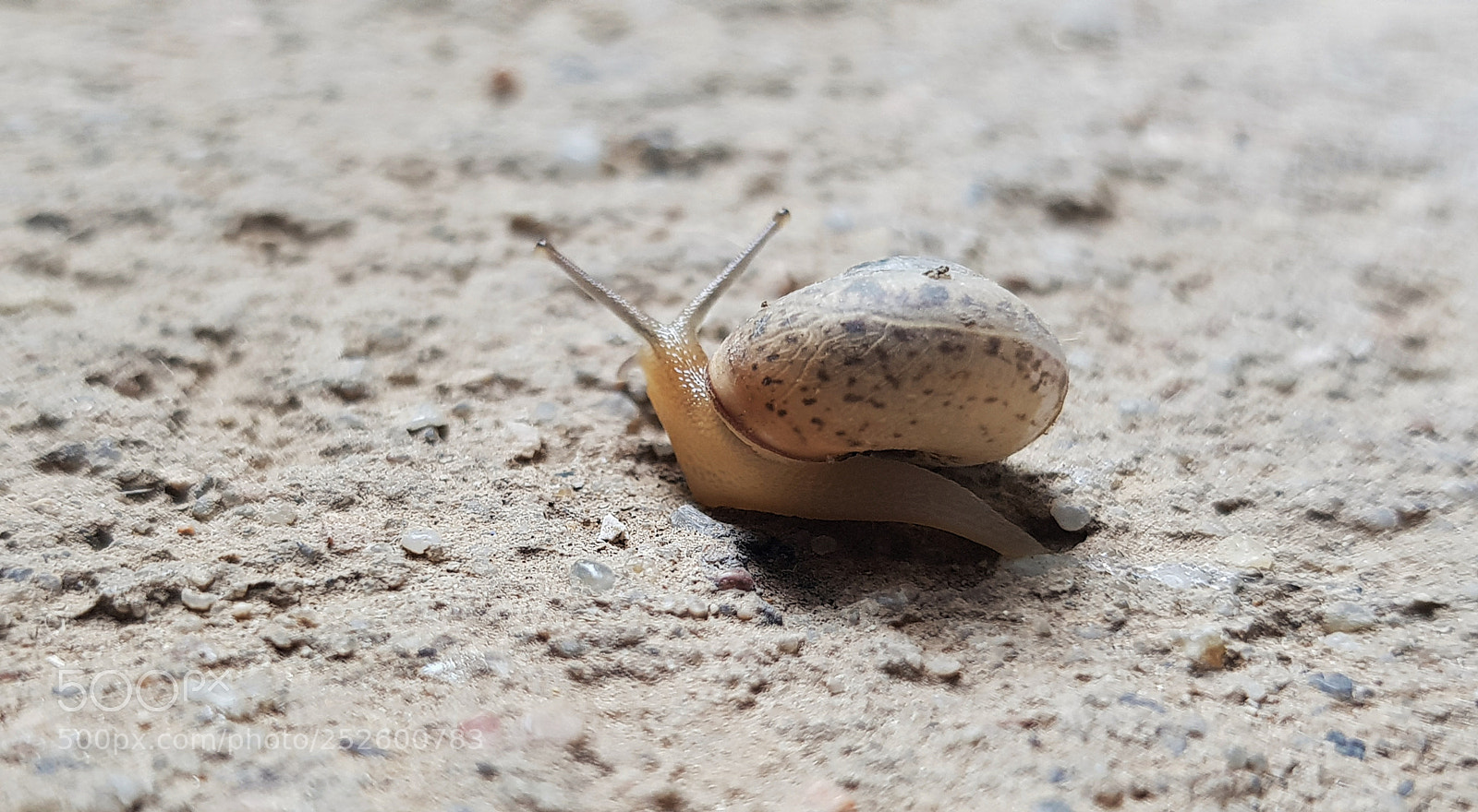 Samsung Galaxy S8 sample photo. Lonely snail. photography