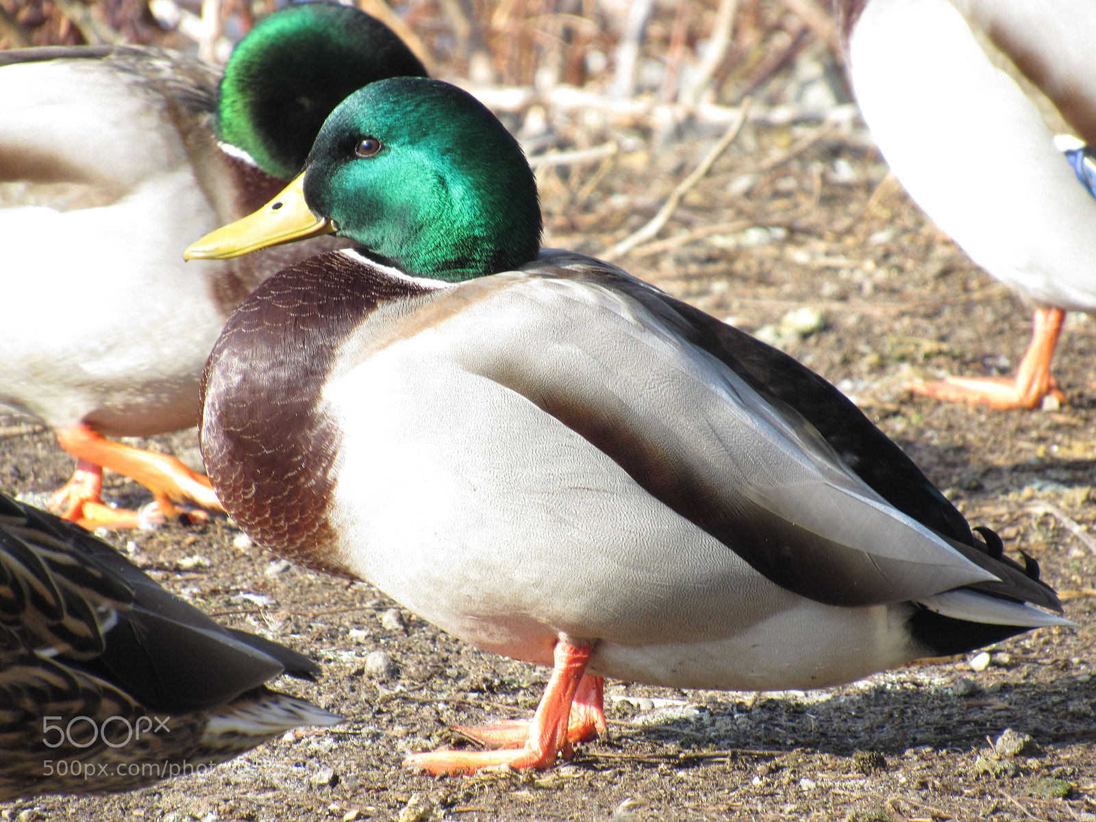 Canon PowerShot SX520 HS sample photo. Img photography