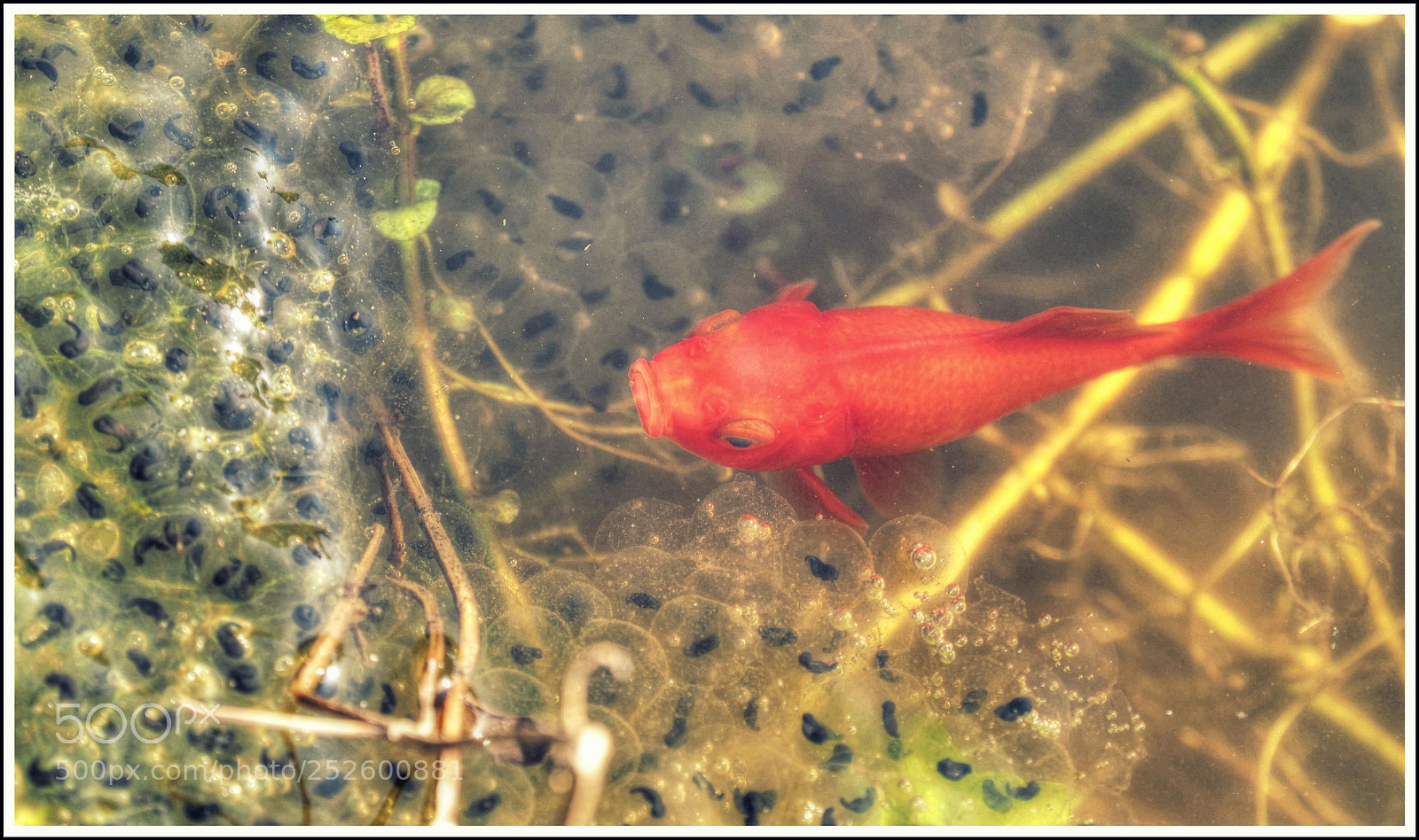 Olympus OM-D E-M1 Mark II sample photo. Fisch & laich photography