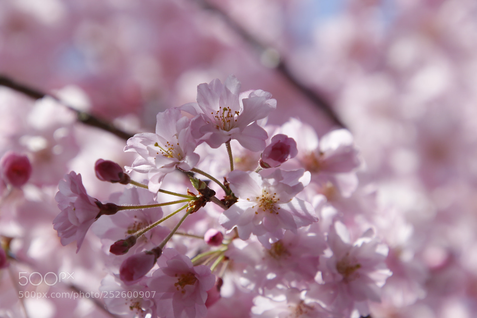 Canon EOS 70D sample photo. Untitled photography