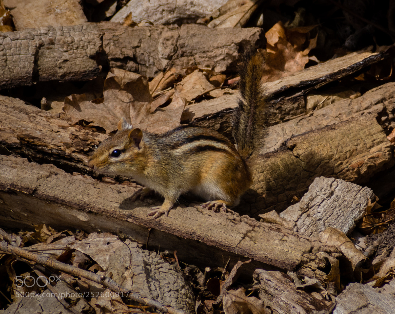 Nikon D7200 sample photo. Chipmunk photography