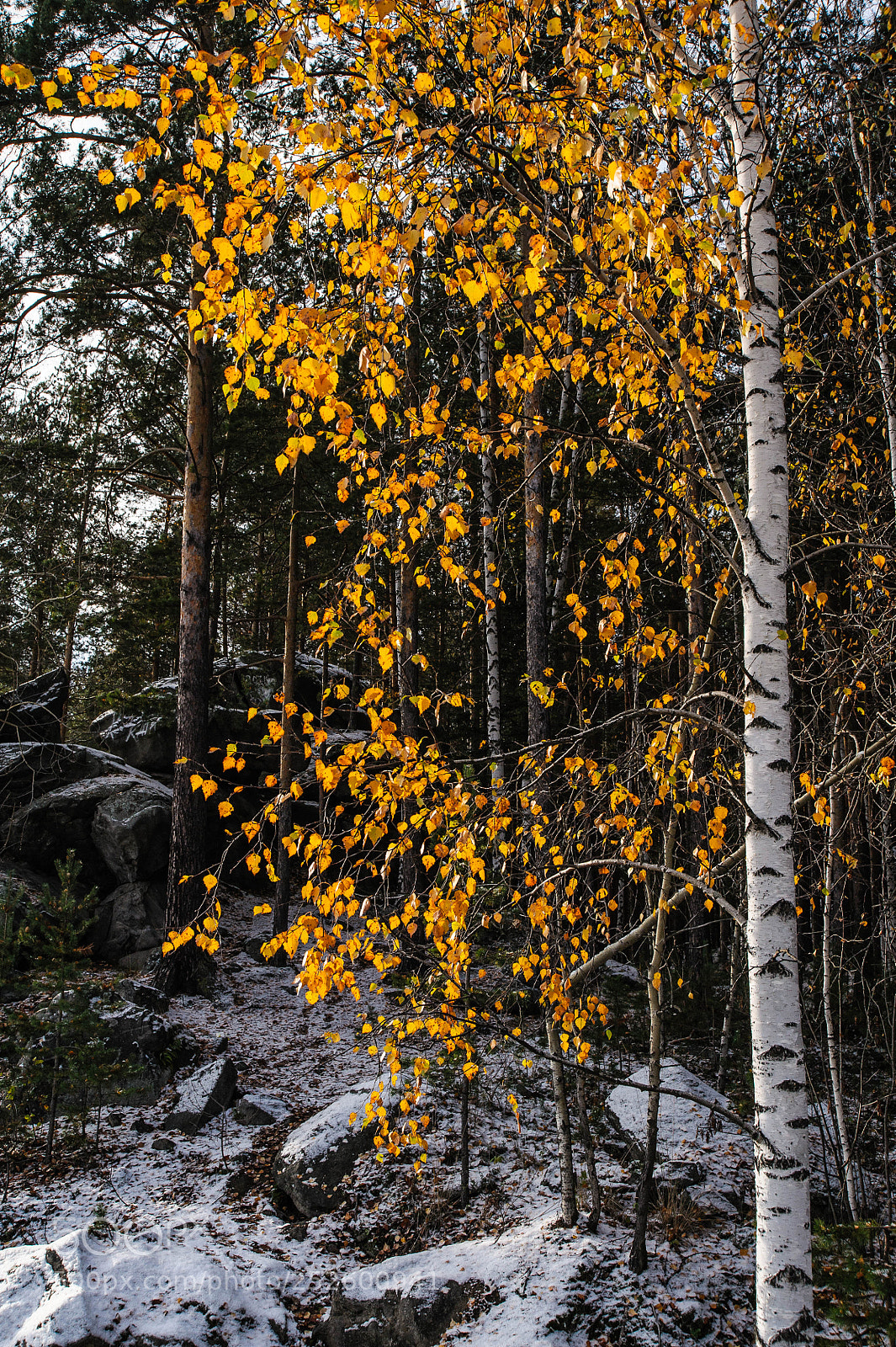 Nikon D700 sample photo. Осень в окрестностях Екатеринбурга photography