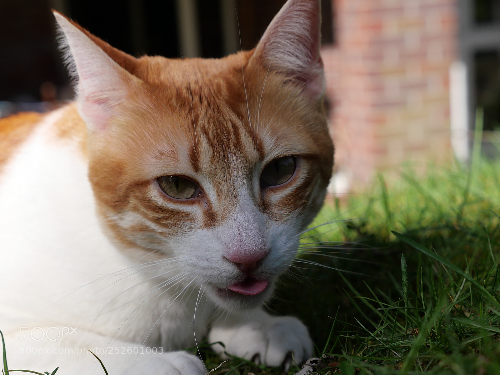 Panasonic Lumix DC-GX9 sample photo. Cat photography