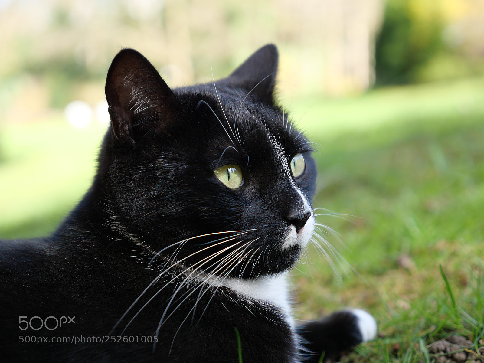 Panasonic Lumix DC-GX9 sample photo. Cat photography