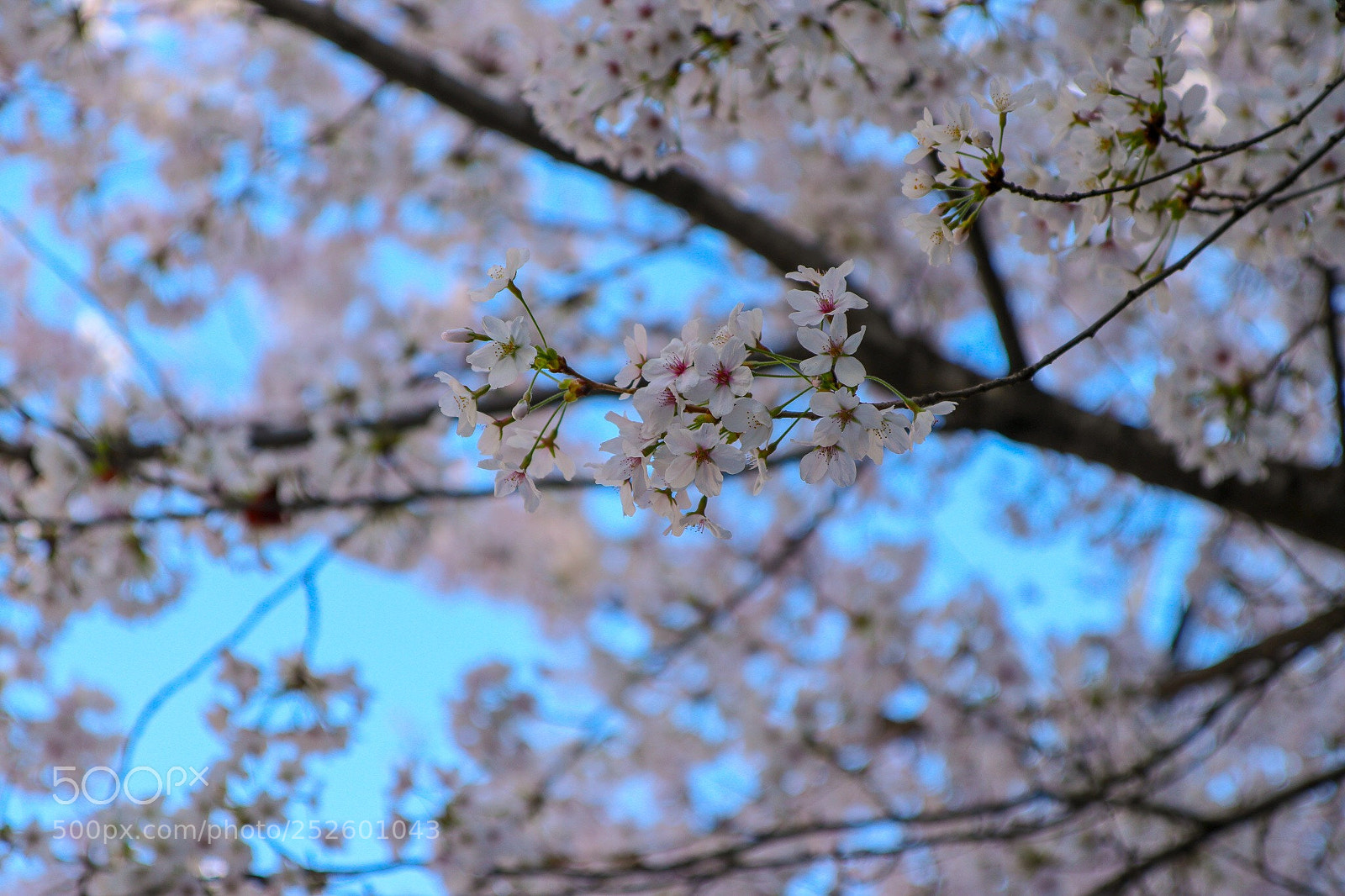 Canon EOS 80D sample photo. Cherry blossoms
벚꽃 photography
