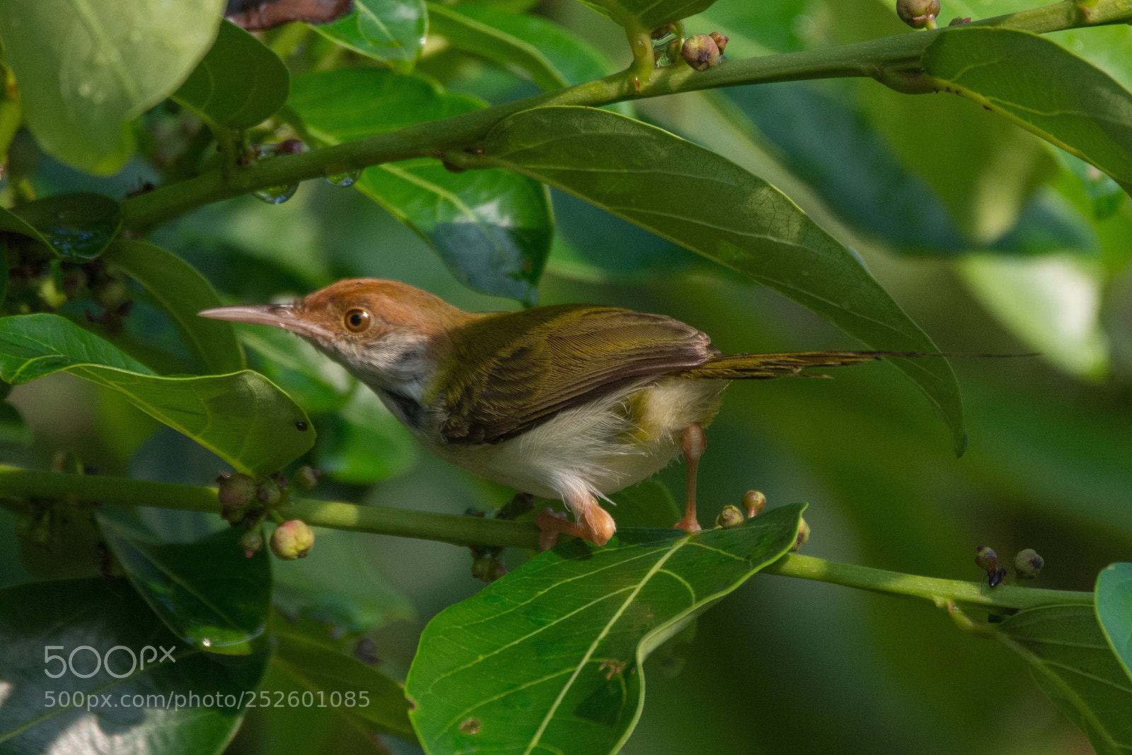 Nikon D7200 sample photo. Common tailor bird (dsc_5652) photography