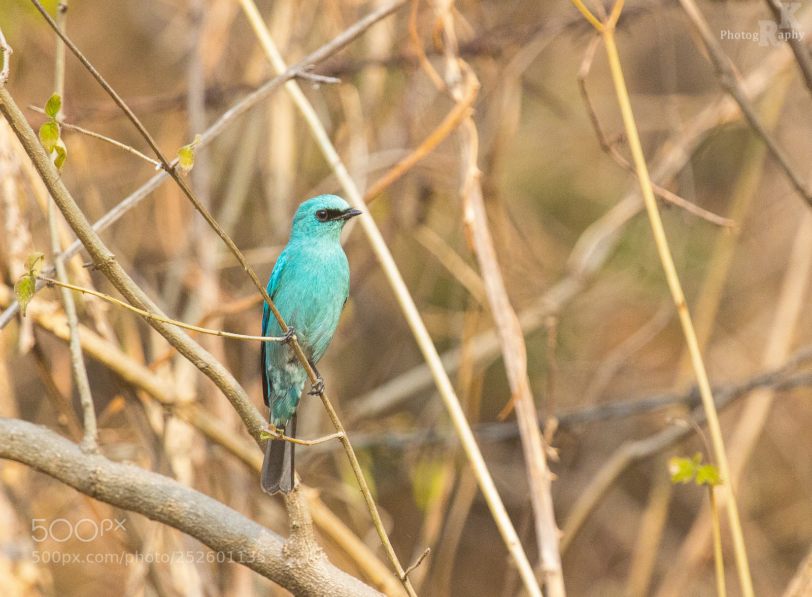 Canon EOS 600D (Rebel EOS T3i / EOS Kiss X5) sample photo. Verditer flycatcher photography