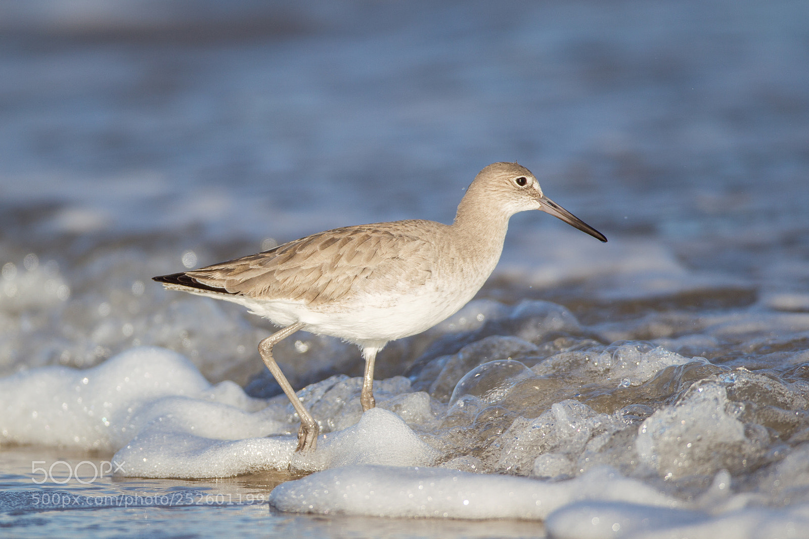 Canon EOS-1D Mark IV sample photo. Willet photography