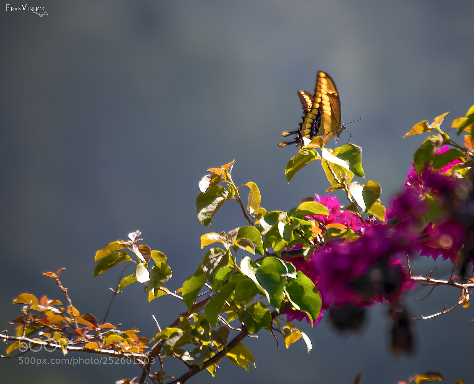 Canon EOS 70D sample photo. Untitled photography