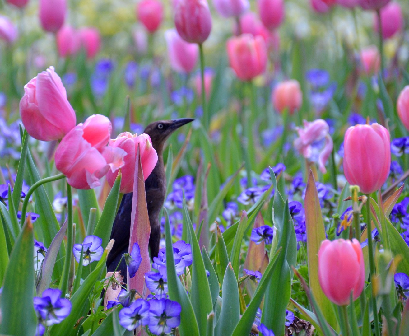 Nikon D7000 sample photo. Dallas arboretum photography
