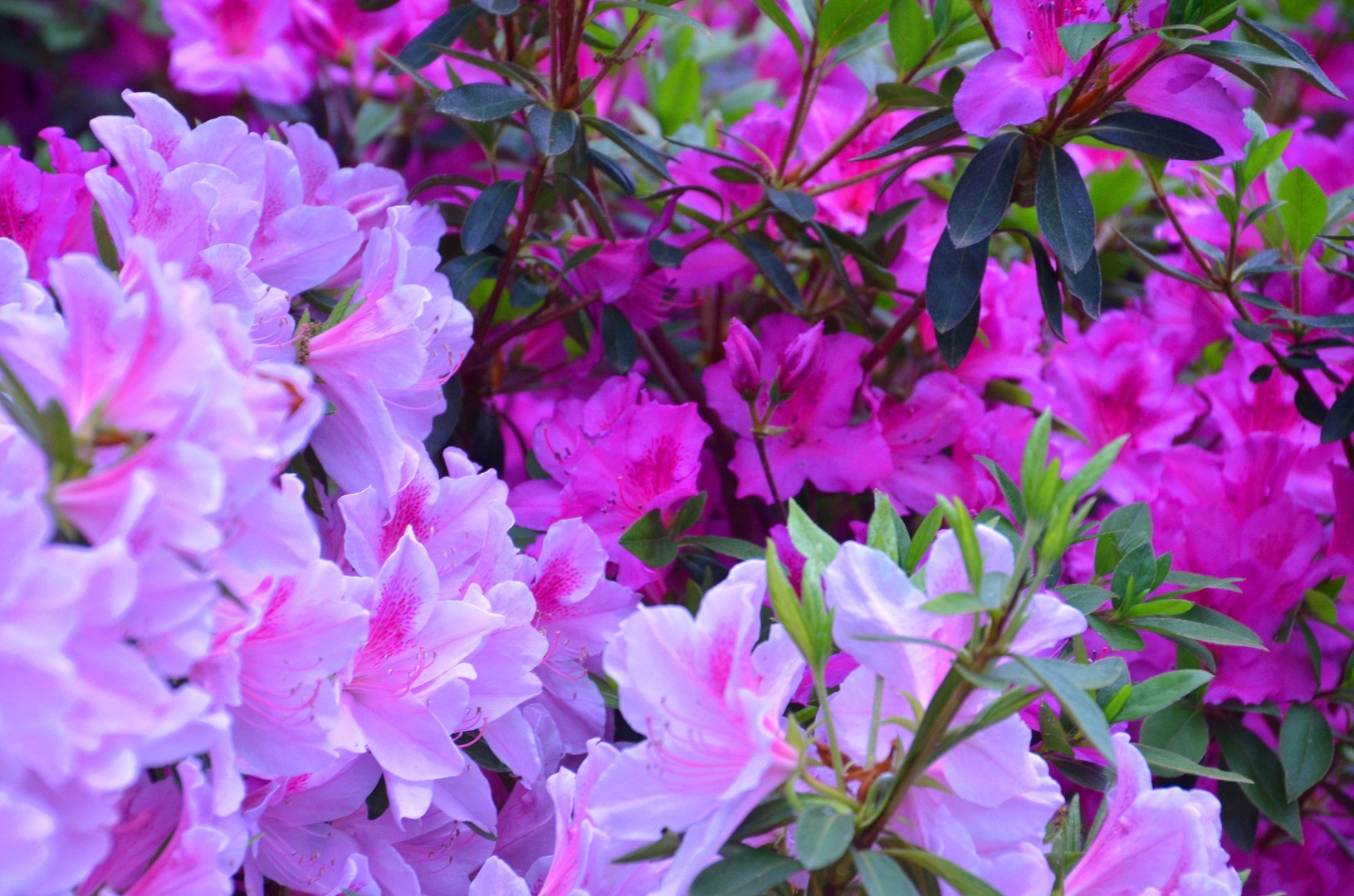 Nikon D7000 sample photo. Dallas arboretum photography