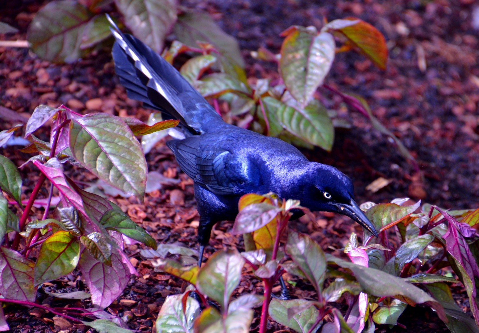 Nikon D7000 sample photo. Dallas arboretum photography