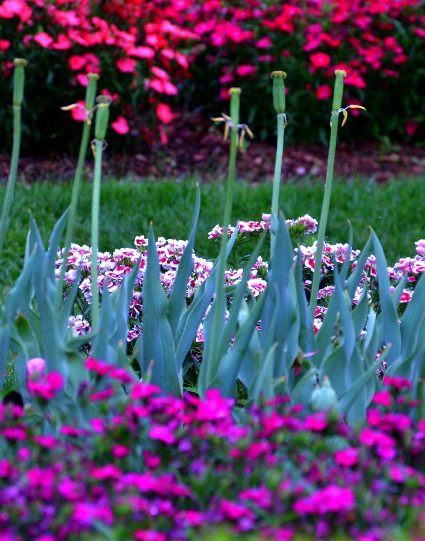 Nikon D7000 sample photo. Dallas arboretum photography