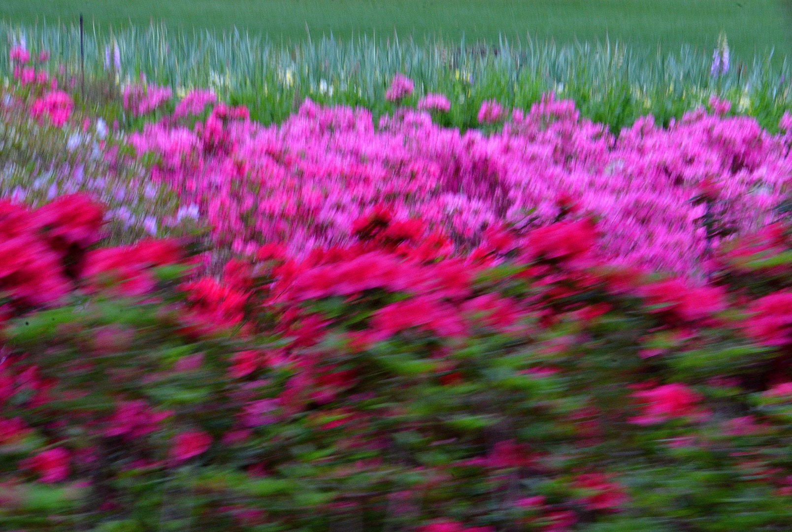 Nikon D7000 sample photo. Dallas arboretum photography