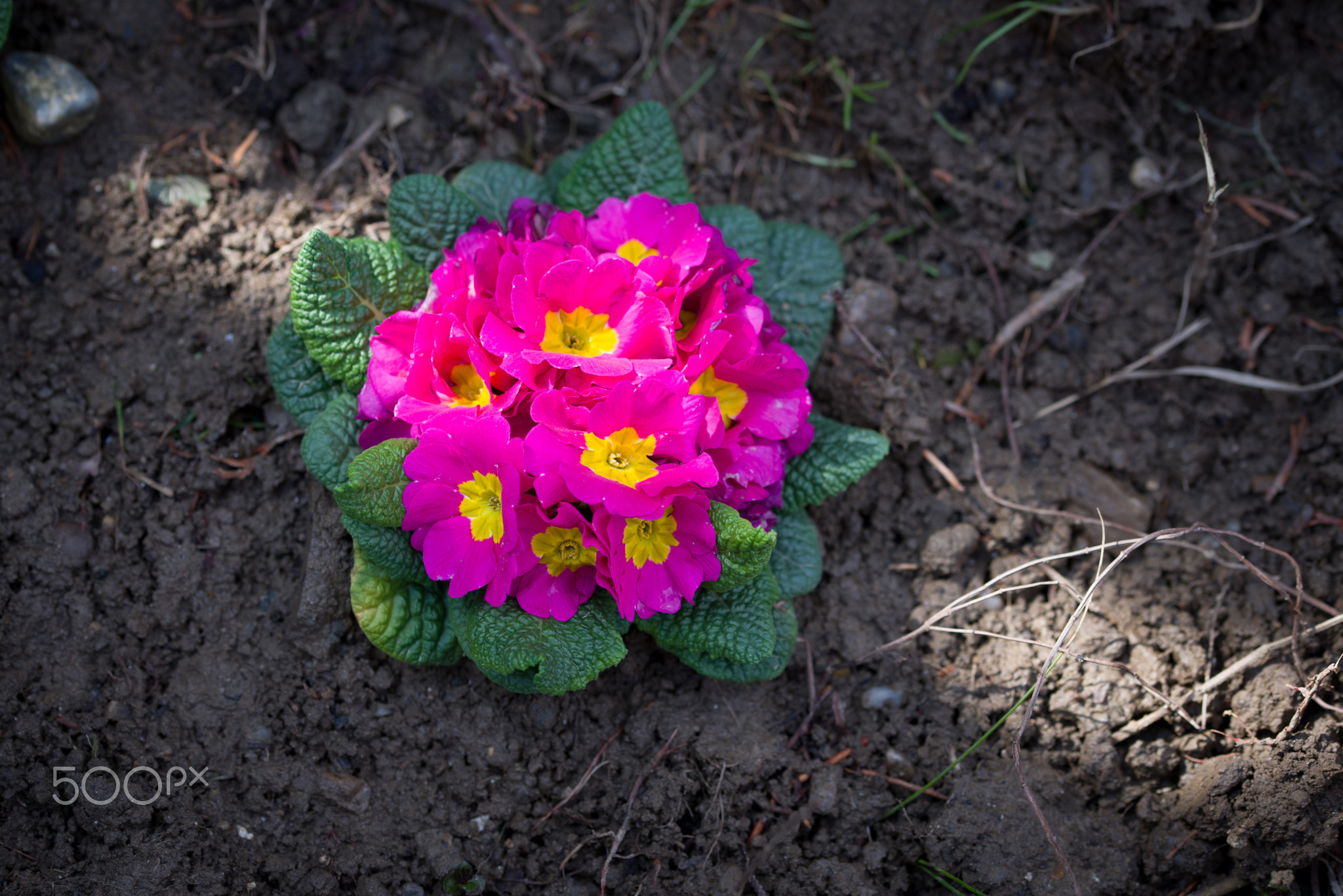Spring, freshly planted flowers at back yard