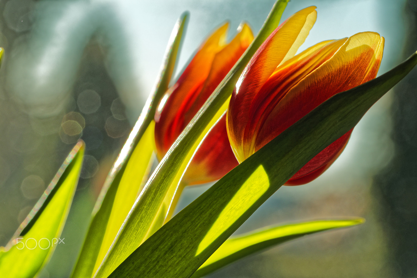 Canon EOS M5 sample photo. Tulips ver two photography