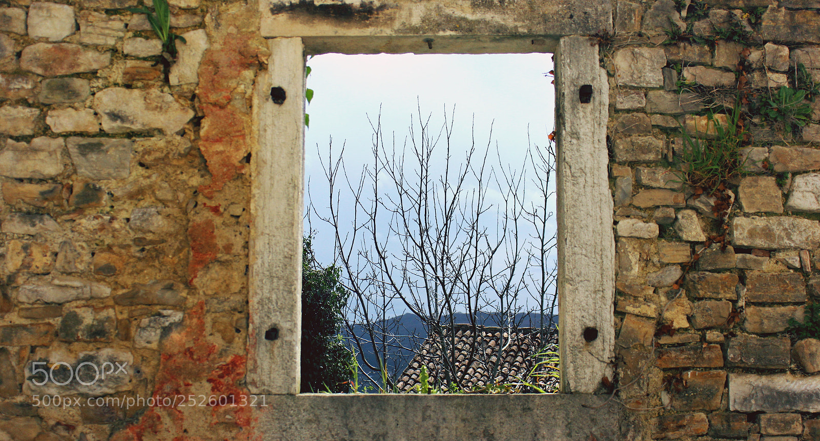 Canon EOS 600D (Rebel EOS T3i / EOS Kiss X5) sample photo. Uokvireno drvo. photography