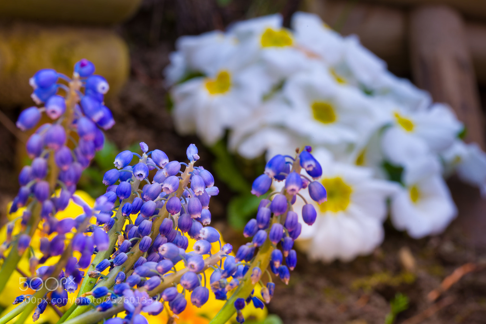 Nikon D600 sample photo. Spring, freshly planted flowers photography