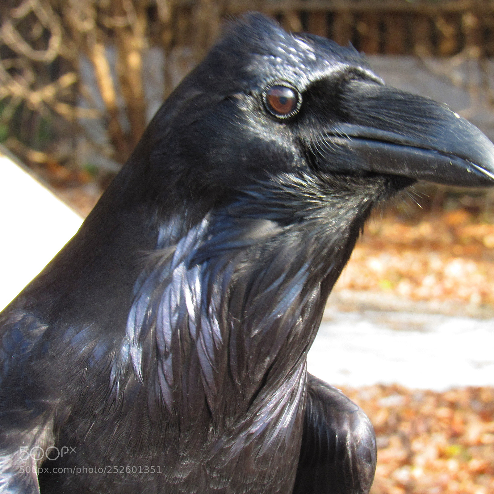 Canon PowerShot SX520 HS sample photo. Img photography