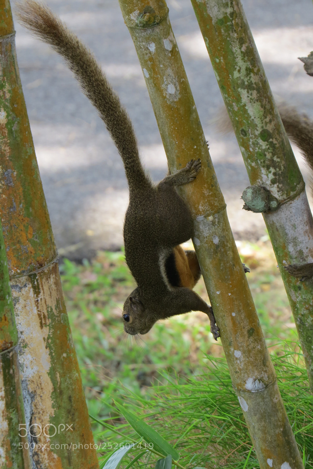 Canon PowerShot SX50 HS sample photo. Img photography