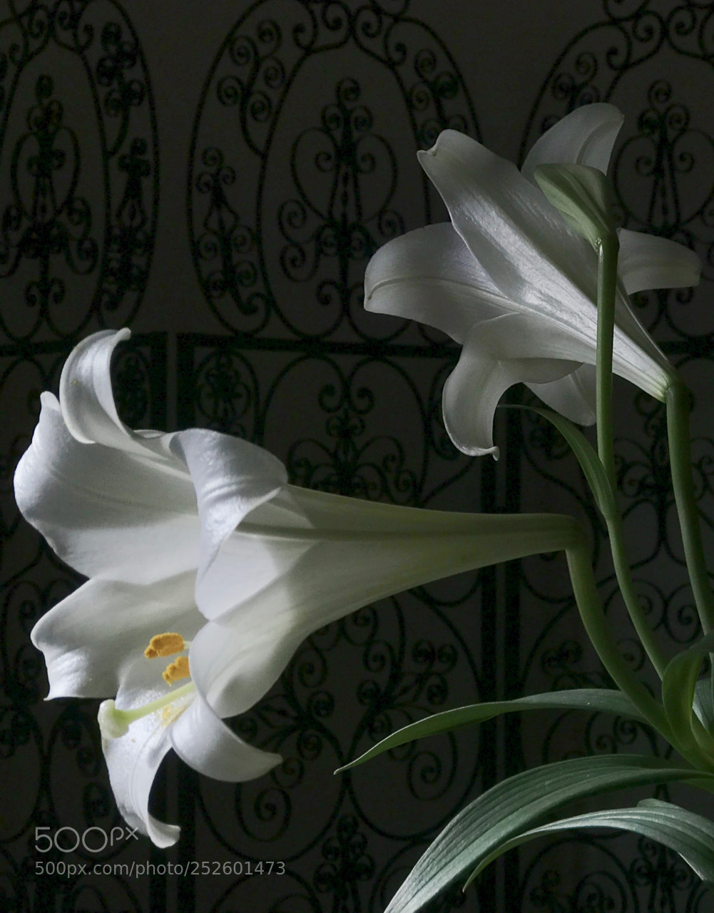 Apple iPhone 7 Plus sample photo. Lilies for lili photography