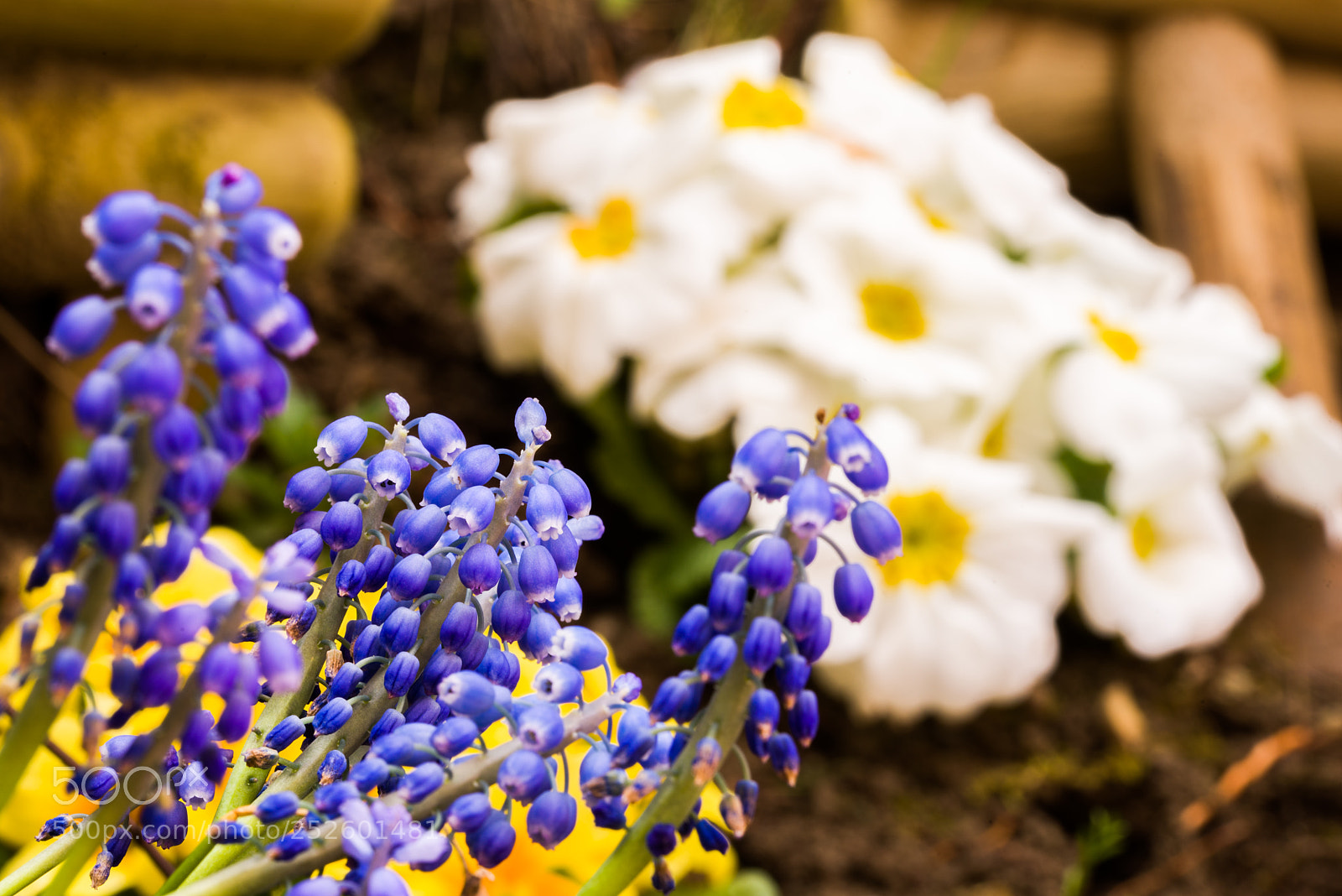 Nikon D600 sample photo. Spring, freshly planted flowers photography