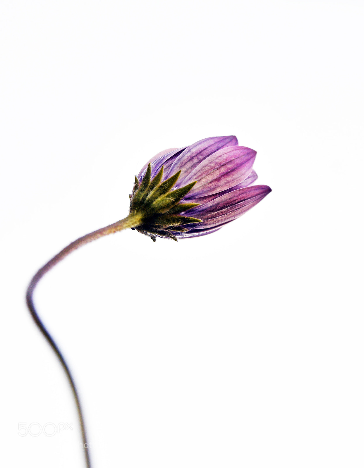 Nikon D7200 sample photo. Asl photography