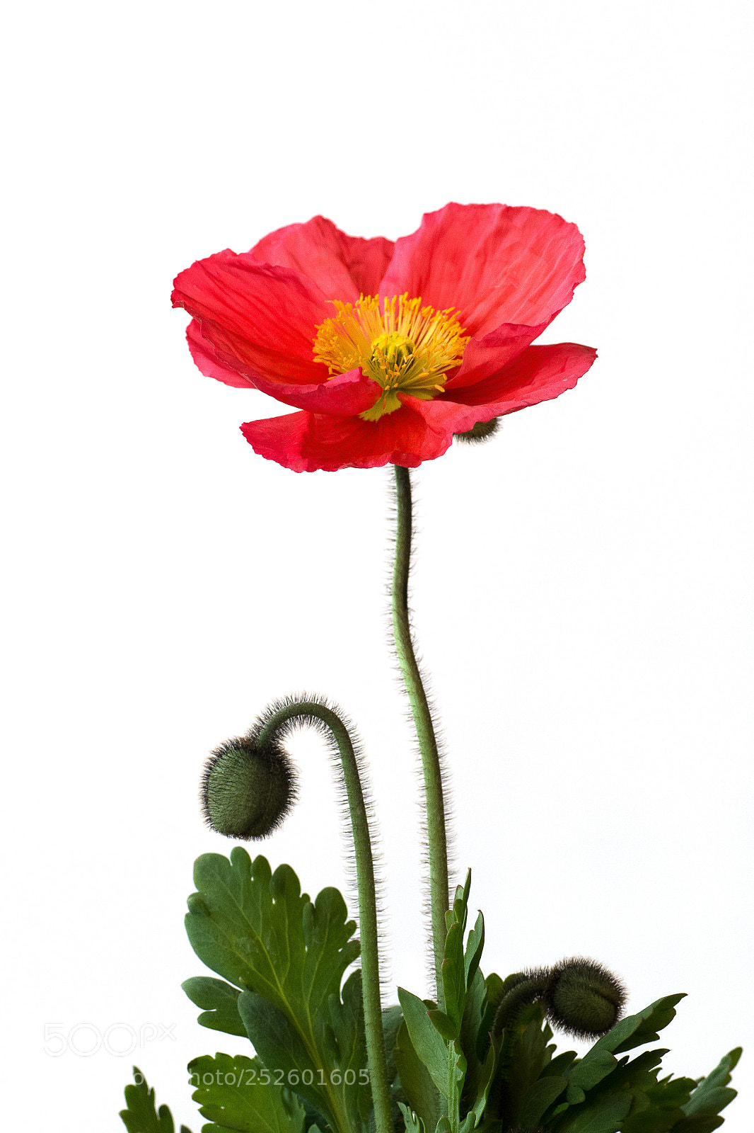 Pentax K-500 sample photo. Poppy photography