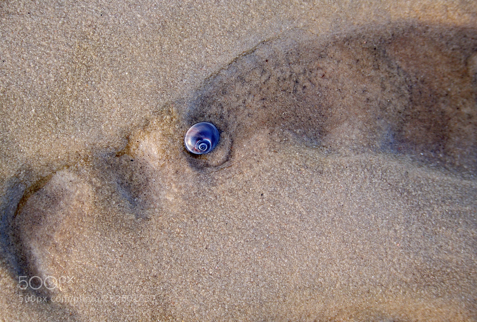 Olympus PEN E-PL6 sample photo. Snail on sand photography