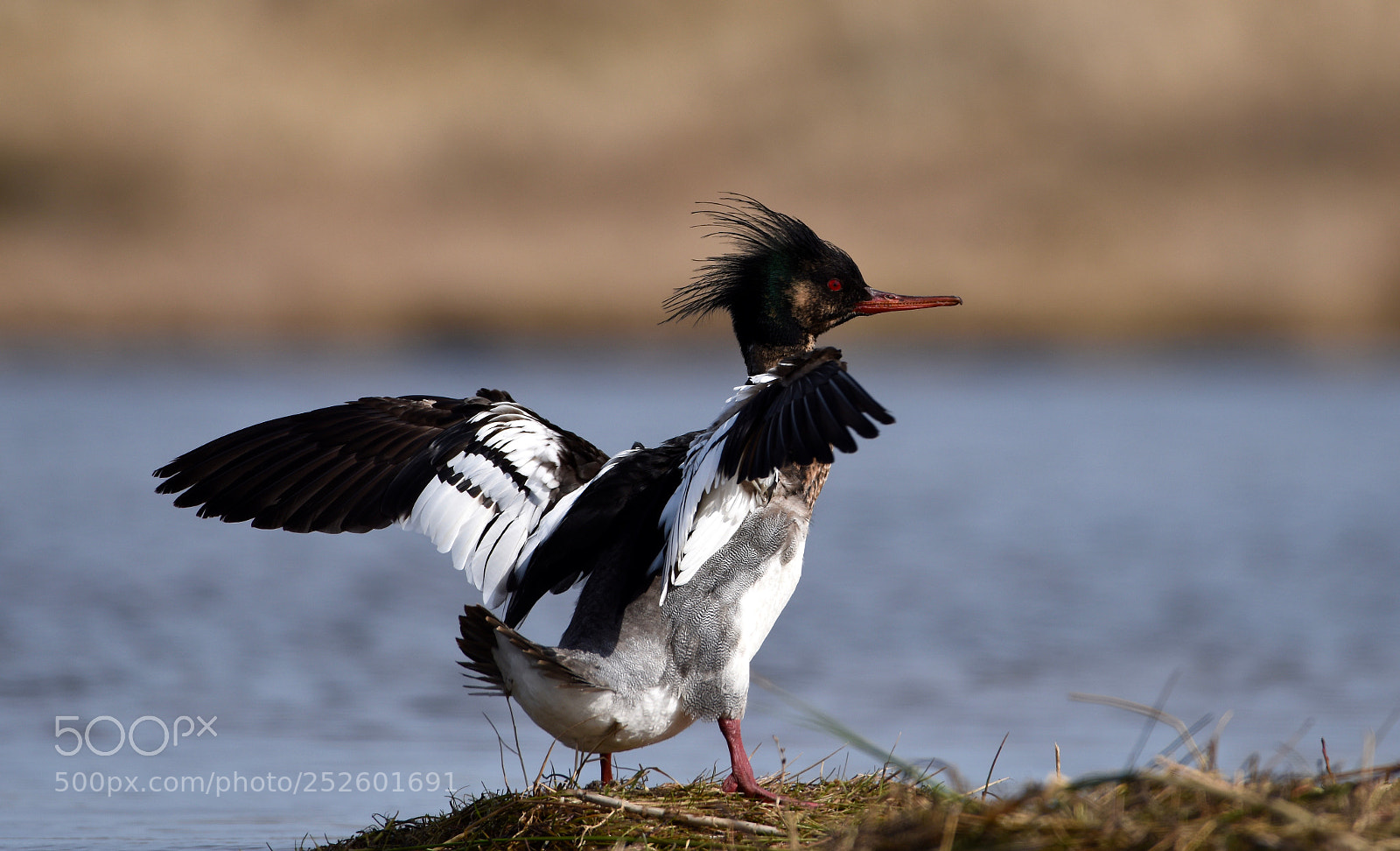 Nikon D810 sample photo. Breasted merganser "landing" photography