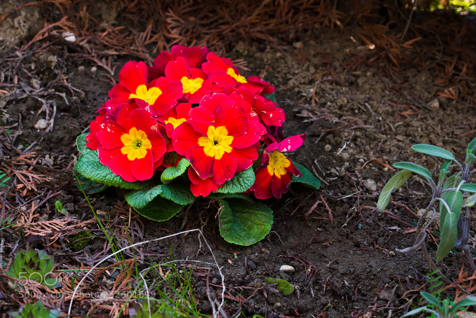 Nikon D600 sample photo. Spring, freshly planted flowers photography