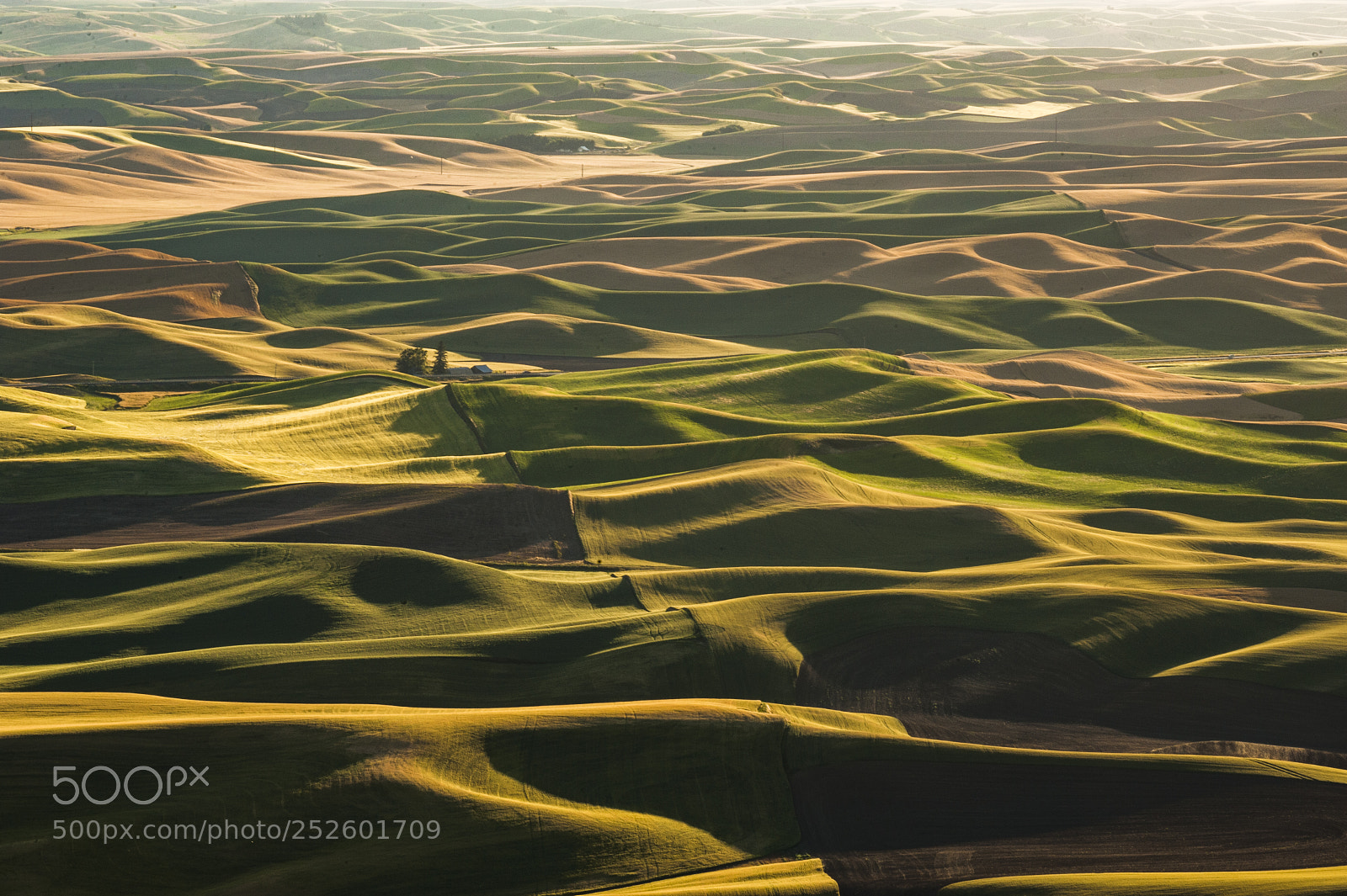 Nikon D700 sample photo. Palouse hills of wheat photography