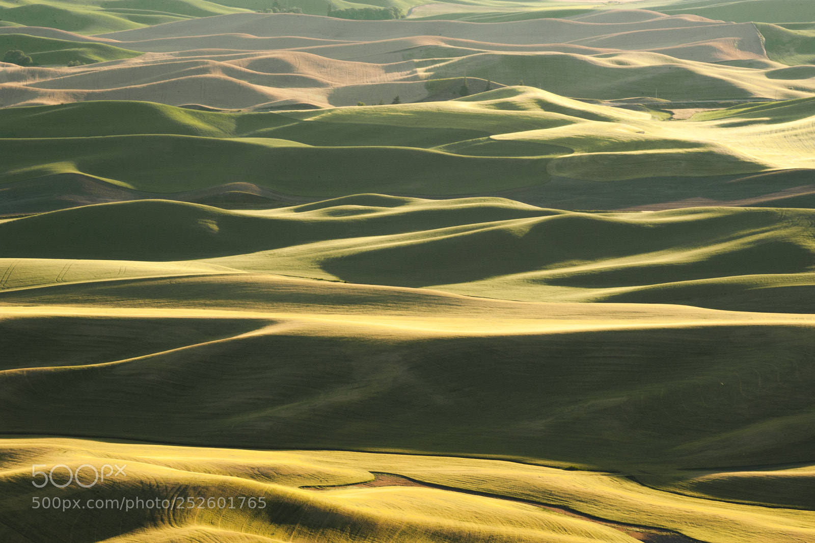 Nikon D700 sample photo. Palouse hills of wheat photography