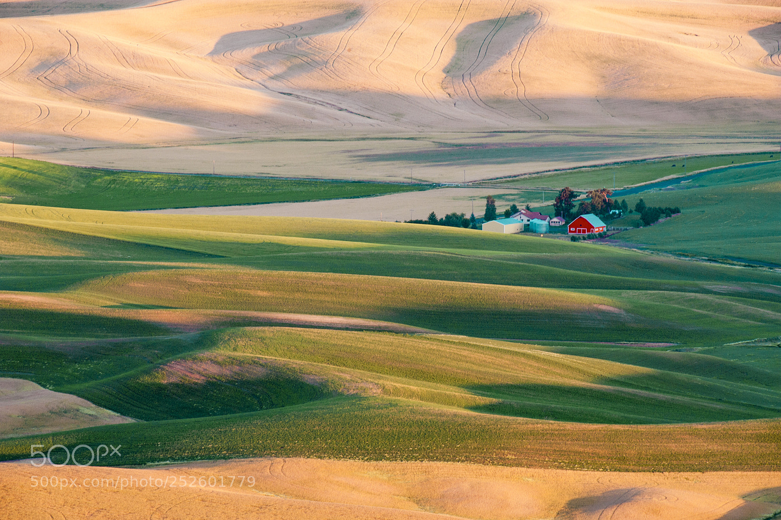 Nikon D700 sample photo. Palouse hills of wheat photography