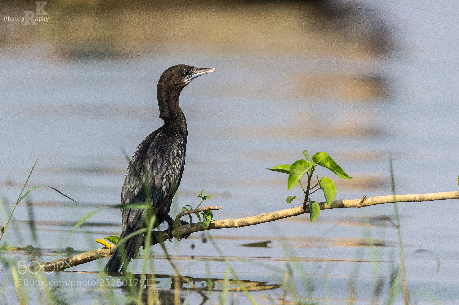 Canon EOS 600D (Rebel EOS T3i / EOS Kiss X5) sample photo. Black cormorant photography