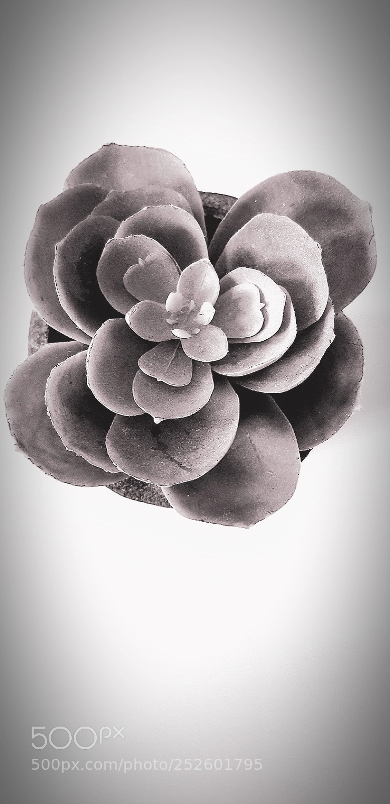 Samsung Galaxy S8 sample photo. Petals photography