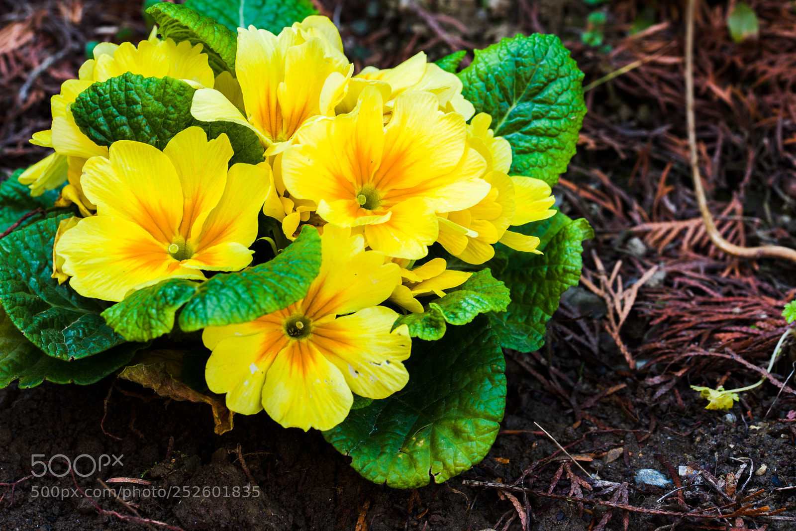 Nikon D600 sample photo. Spring, freshly planted flowers photography