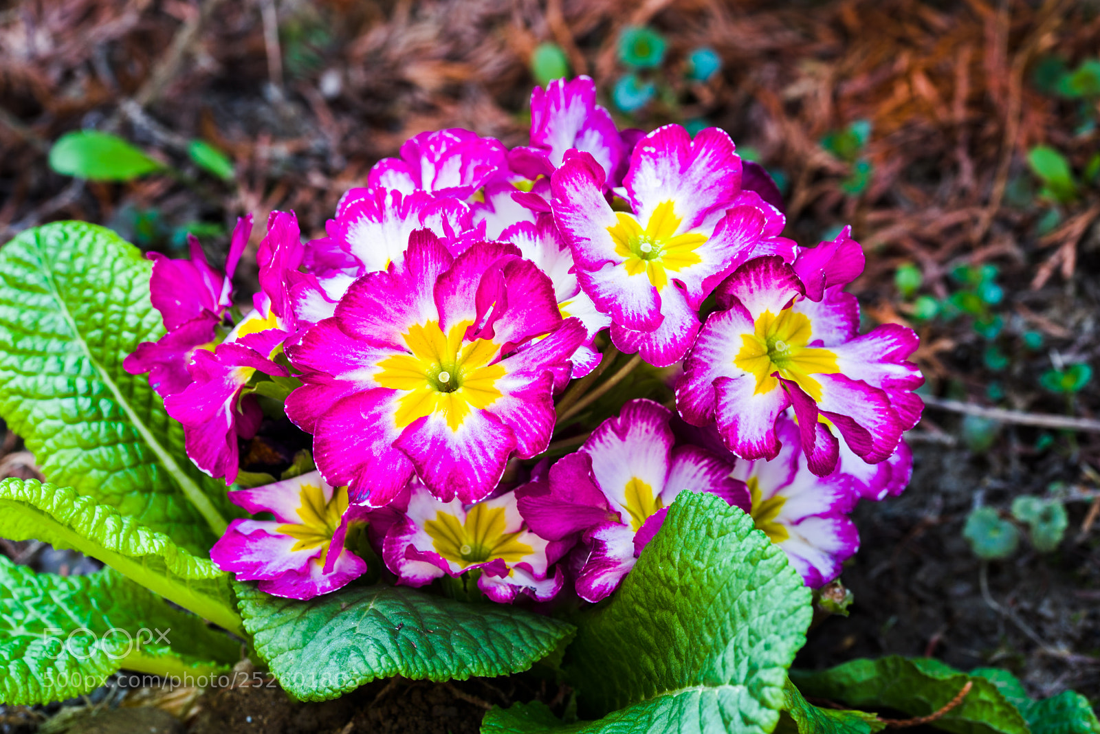 Nikon D600 sample photo. Spring, freshly planted flowers photography