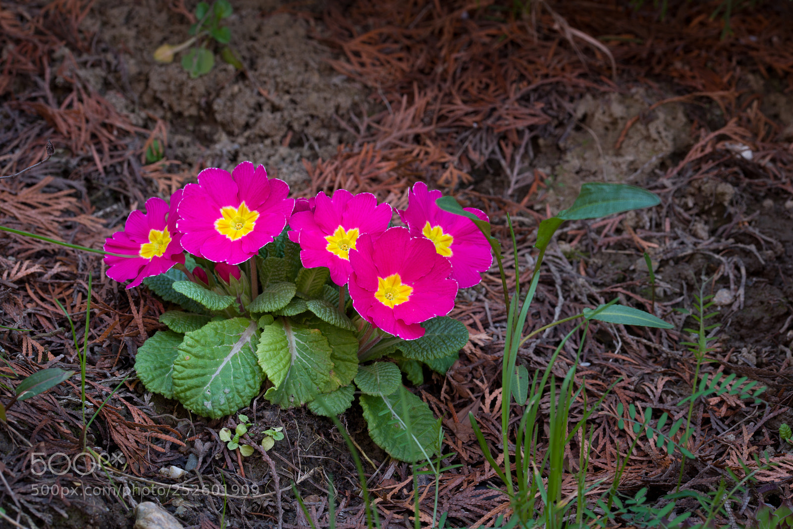 Nikon D600 sample photo. Spring, freshly planted flowers photography