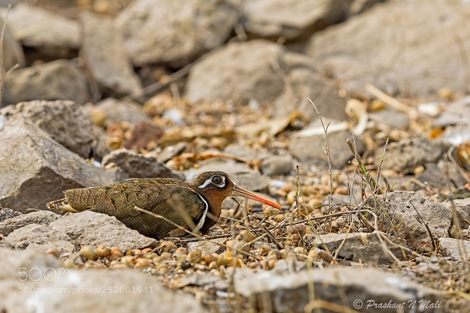 Canon EOS 5D Mark IV sample photo. Painted snipe (male) photography