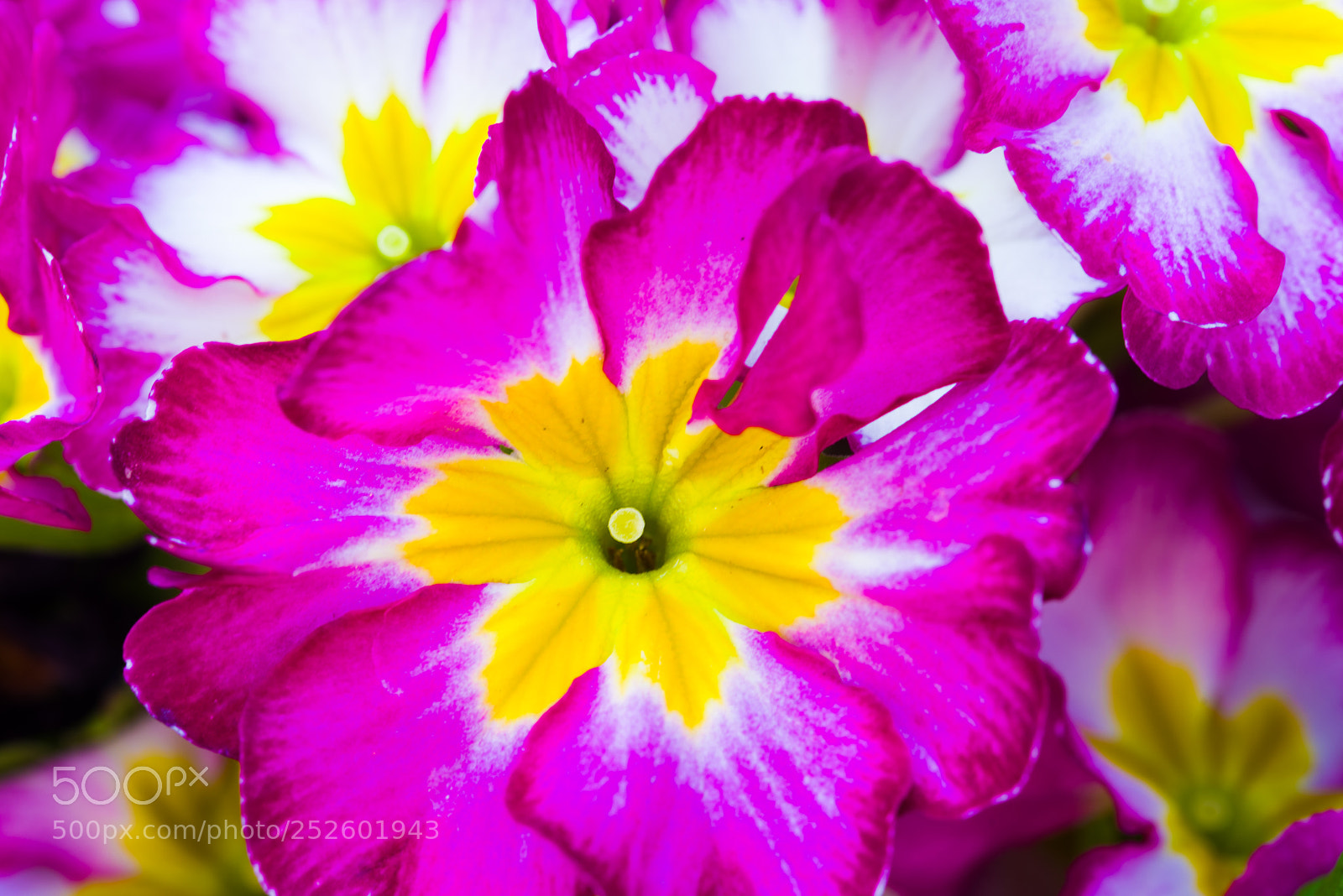 Nikon D600 sample photo. Spring, freshly planted flowers photography
