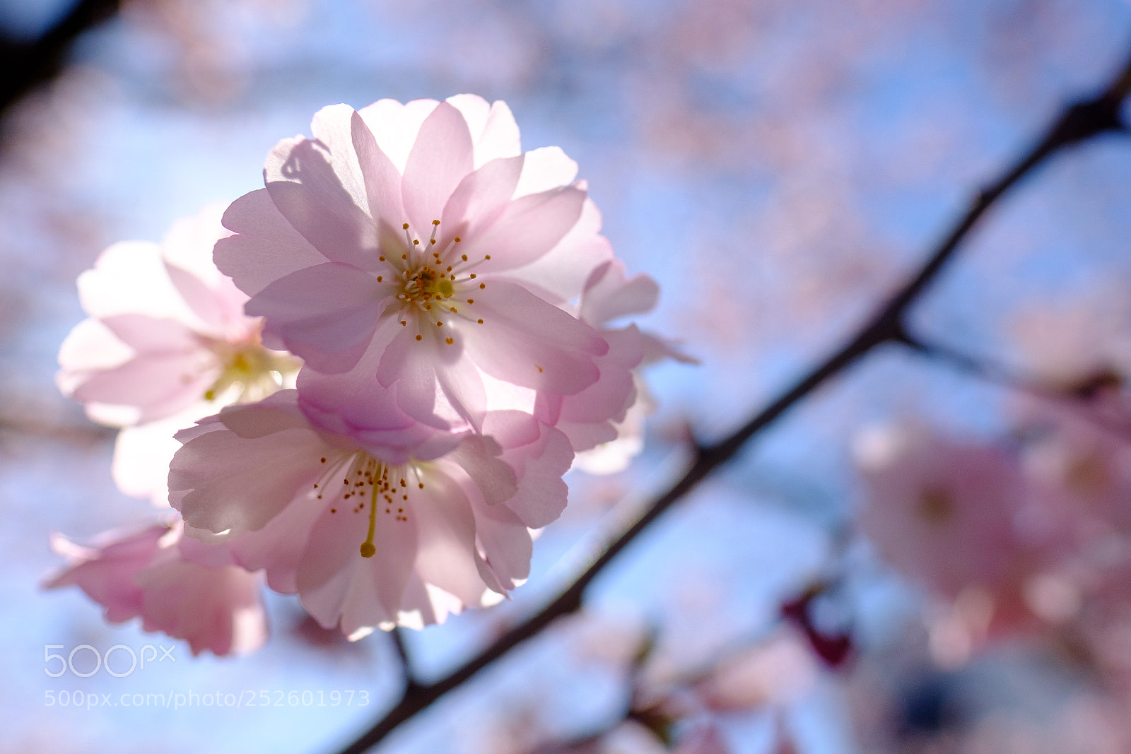Fujifilm X-H1 sample photo. It's blossom time... photography