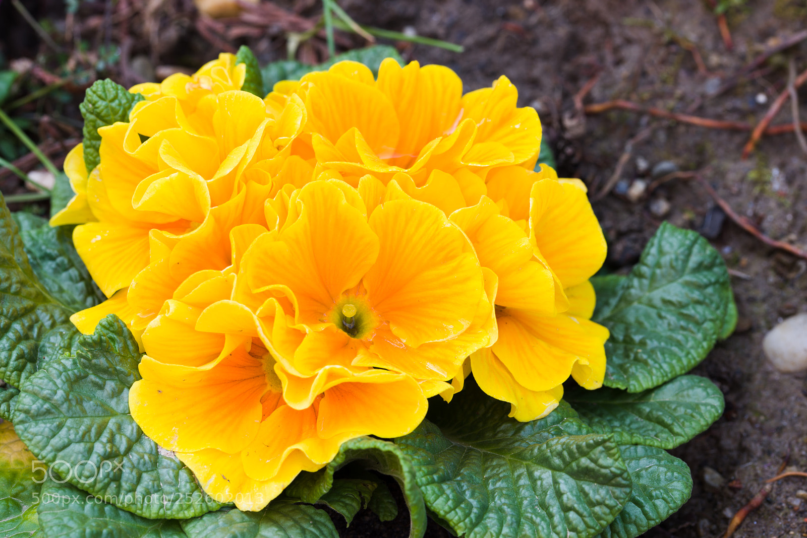 Nikon D600 sample photo. Spring, freshly planted flowers photography