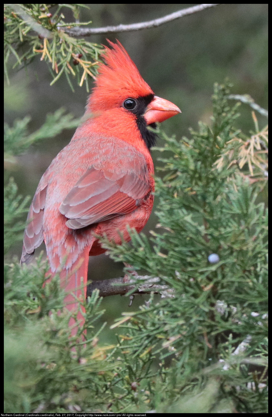 Canon EF 70-300 F4-5.6 IS II USM sample photo. Northern cardinal in cedar tree photography