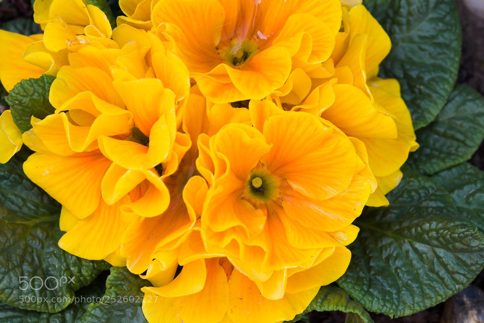 Nikon D600 sample photo. Spring, freshly planted flowers photography