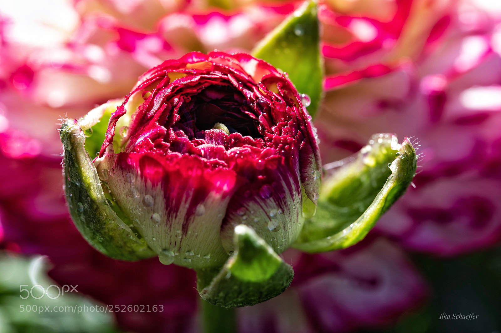 Canon EOS 5D Mark IV sample photo. Ranunkelknospe photography