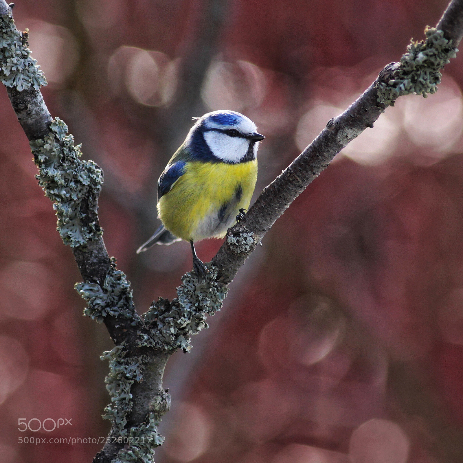 Canon EOS 50D sample photo. Blue tit photography