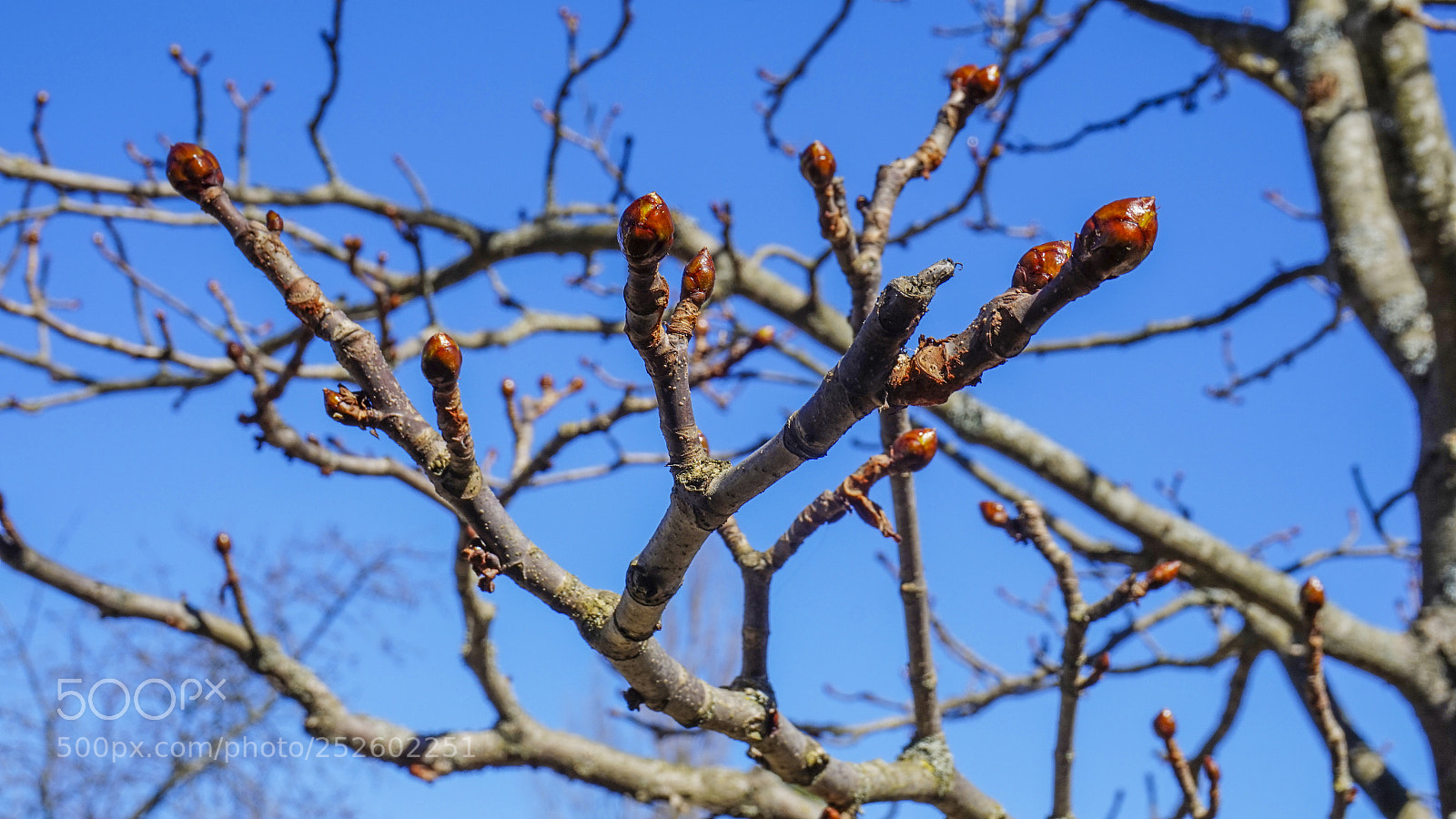 Sony Alpha a5000 (ILCE 5000) sample photo. Depth in nature photography