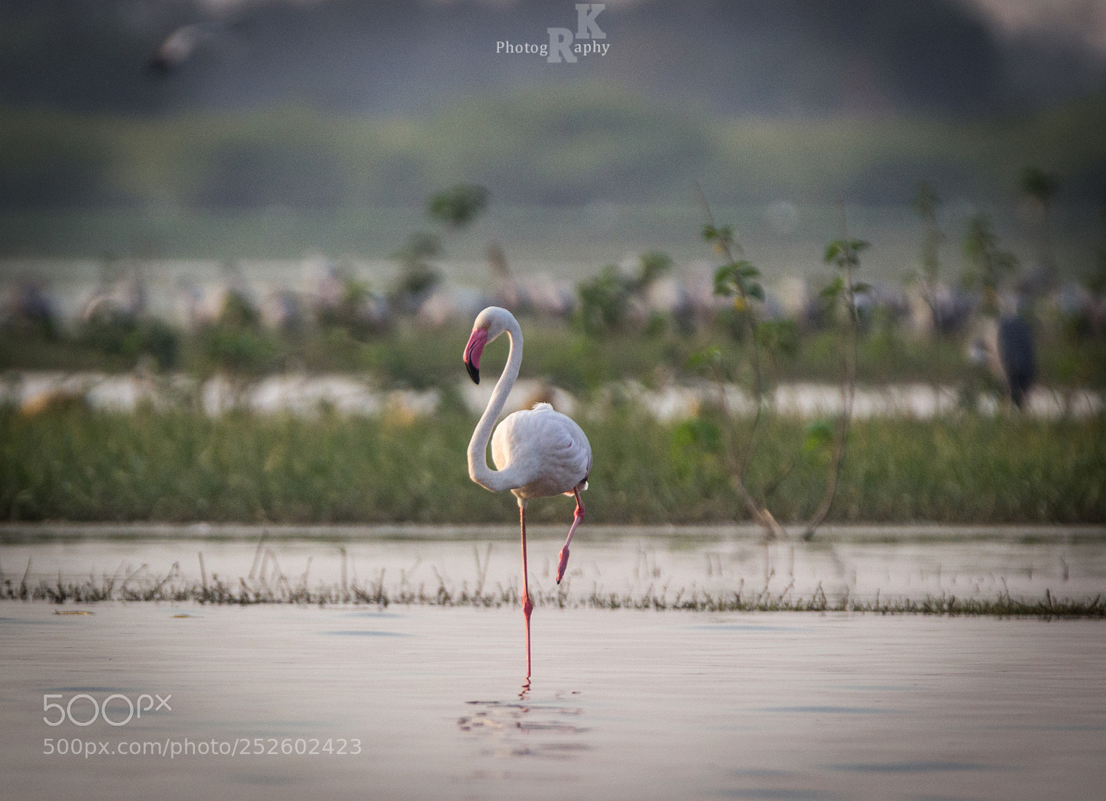 Canon EOS 600D (Rebel EOS T3i / EOS Kiss X5) sample photo. Greater flamingo photography