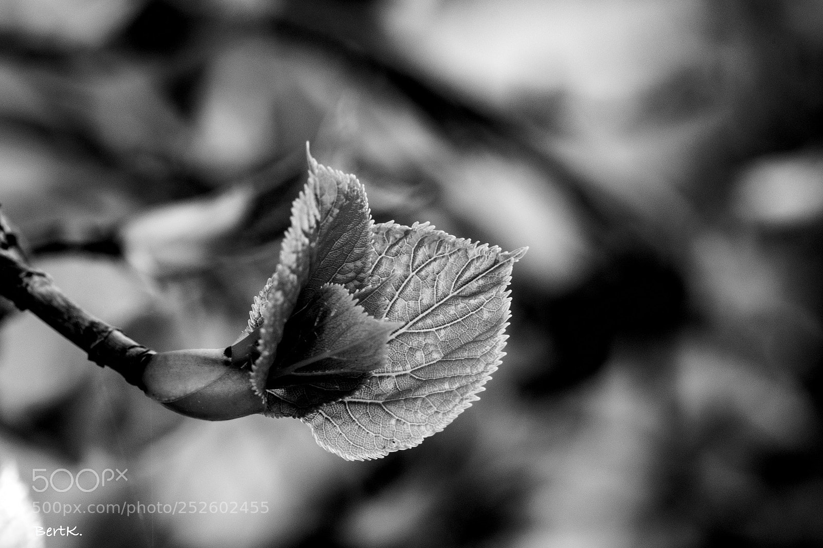 Nikon D500 sample photo. New life. photography